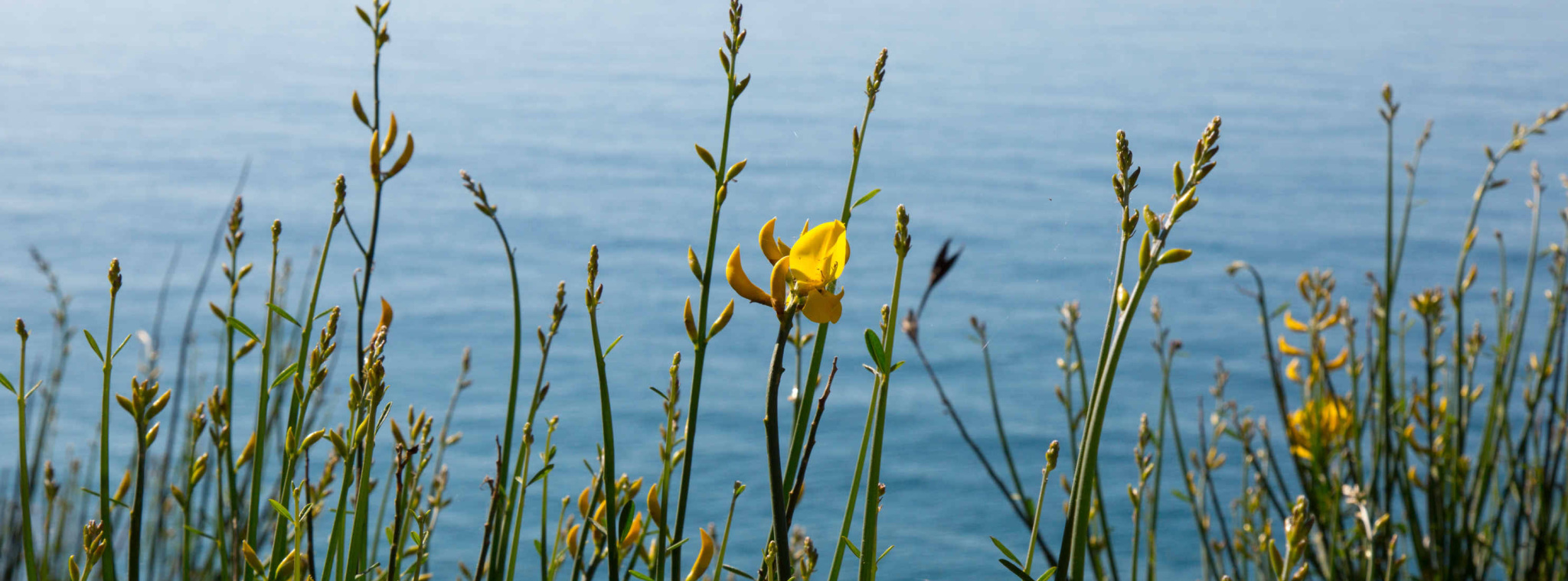Découvrez Calella