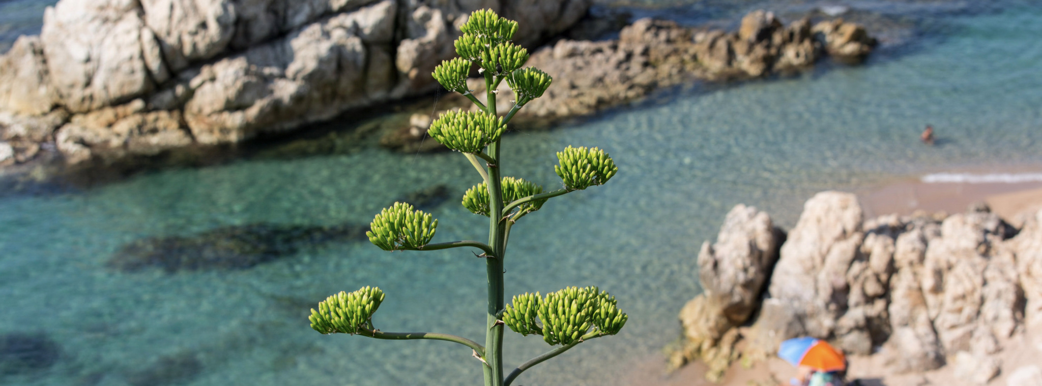 Descobreix Calella